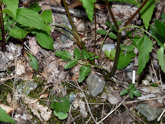 {Zizia trifoliata}